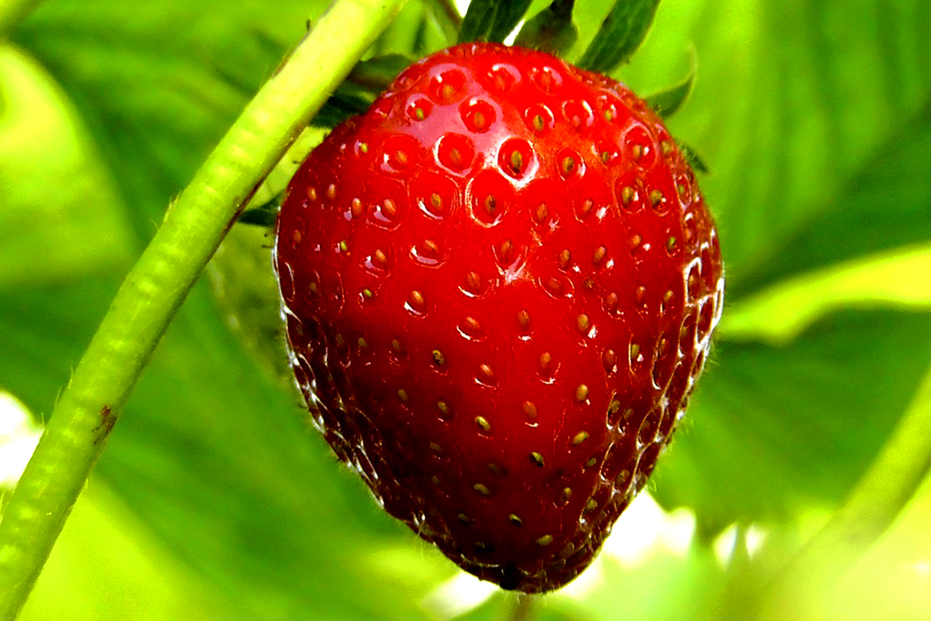 strawberries-356891_1280